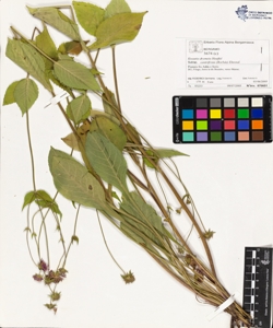 Knautia drymeia Heuffel subsp. centrifrons (Borb¿s) Ehrend.