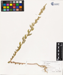 Chenopodium album L.