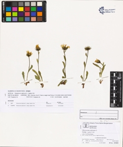 Hieracium alpinum L. subsp. halleri Vill.