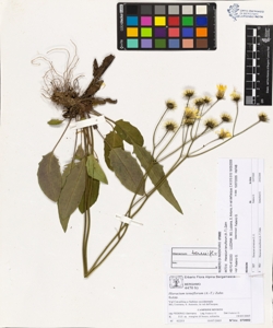 Hieracium tenuiflorum (A.-T.) Zahn