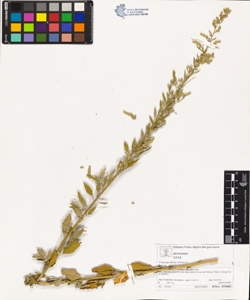 Chenopodium album L.