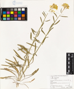 Erys¿mum rhaeticum (Schleicher. ex Hornem.) DC.