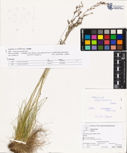 Festuca puccinellii Parl.