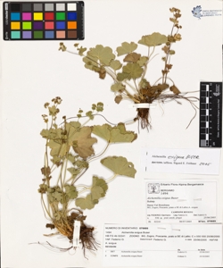 Alchemilla exigua Buser
