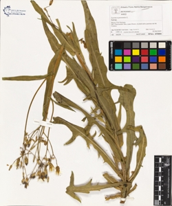Lactuca perennis L.