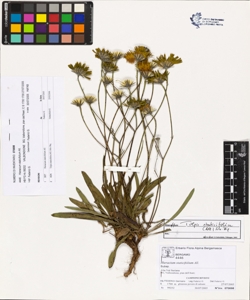 Hieracium staticifolium All.
