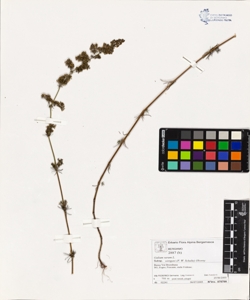 Galium verum L. subsp. wirtgeni (F. W. Schultz) Oborny