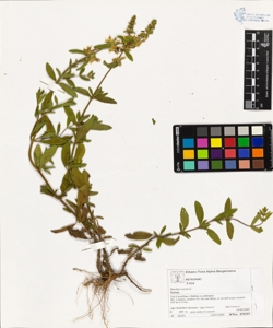 Stachys recta L.