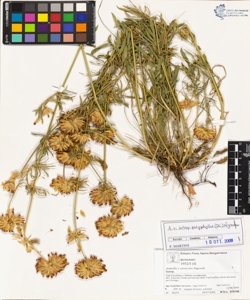 Anthyllis vulneraria L. subsp. polyphylla (DC.) Nyman