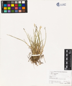 Poa compressa L.
