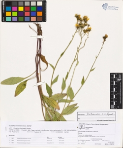 Hieracium lachenalii Gmelin