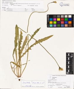Leontodon hispidus L.