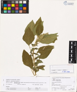 Amaranthus hybridus L.