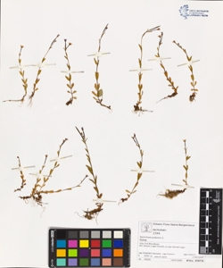Epilobium palustre L.