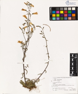 Campanula s¿birica L.