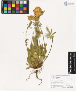 Anthyllis vulneraria L. subsp. pseudovulneraria (Sag.) J. Duvign.