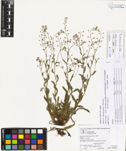 Myosotis arvens¿s (L.) Hill subsp. arvens¿s