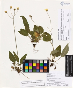 Hieracium tenuiflorum (A.-T.) Zahn