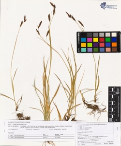 Carex ferruginea Scop.