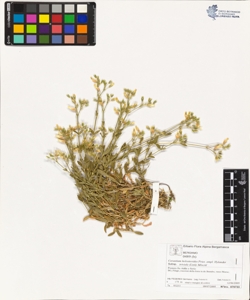Cerastium holosteoides Fries. ampl. Hylander subsp. triviale (Link) M¿schl