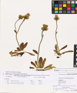 Hieracium piliferum Hoppe subsp. piliferum