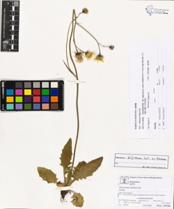 Hieracium bifidum Kit.