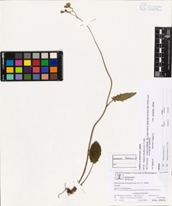 Hieracium tenuiflorum (A.-T.) Zahn