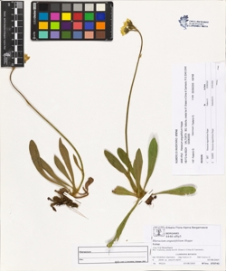 Hieracium angustifolium Hoppe