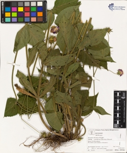 Knautia drymeia Heuffel subsp. centrifrons (Borb¿s) Ehrend.