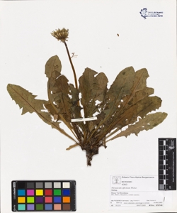 Taraxacum officinale (Aggr.)