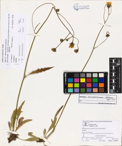 Hieracium insubricum Gottschlich