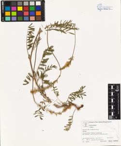 Onobrychis viciifolia Scop.
