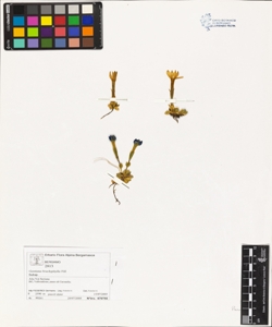 Gentiana brachyphylla Vill.