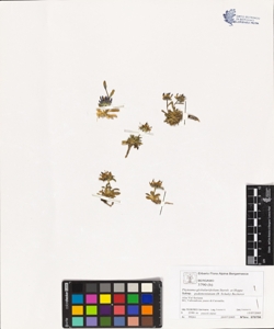 Phyteuma globulariifolium Sternb. et Hoppe subsp. pedemontanum (R. Schulz)