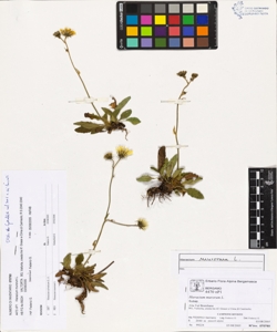 Hieracium murorum L.