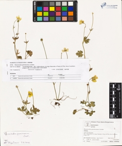Ranunculus grenieranus Jordan