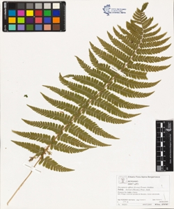 Dryopteris affinis (Lowe) Fraser-Jenkins subsp. borreri (Newm.) Fras.-Jenk