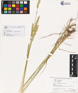 Koeleria insubrica Brullo, Giusso & Minissale