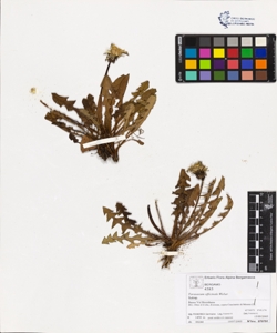 Taraxacum officinale (Aggr.)