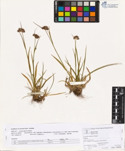 Luzula alpina Hoppe