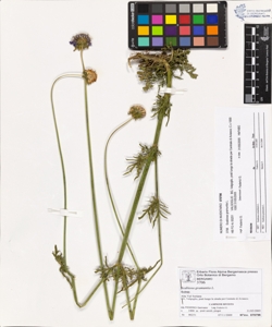 Scabiosa gramuntia L.