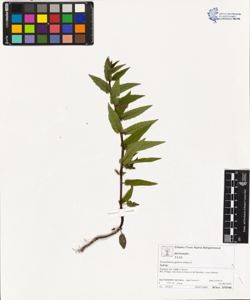 Scutellaria galericulata L.