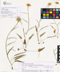 Phyteuma scheuchzeri All. subsp. columnae (Gaudin) Becherer
