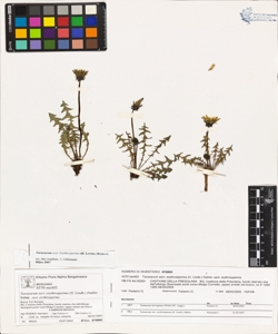 Taraxacum sect. erythrosperma (H. Lindb.) Dahlst.