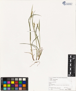 Carex hostiana DC.
