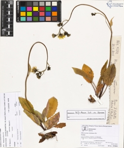 Hieracium bifidum Kit.