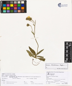 Hieracium x dentatum Hoppe