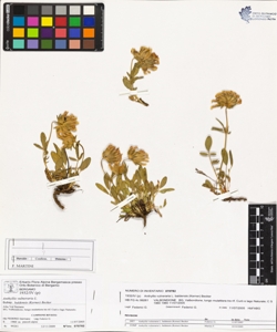 Anthyllis vulneraria L. subsp. baldens¿s (Kerner) Becker