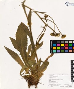 Crepis conyzifolia (Gouan) D.Torre