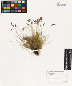 Festuca halleri All.